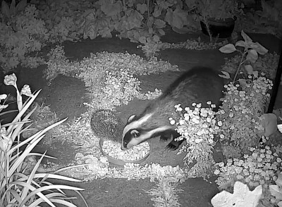 Hog+badg 1 cropped.jpg